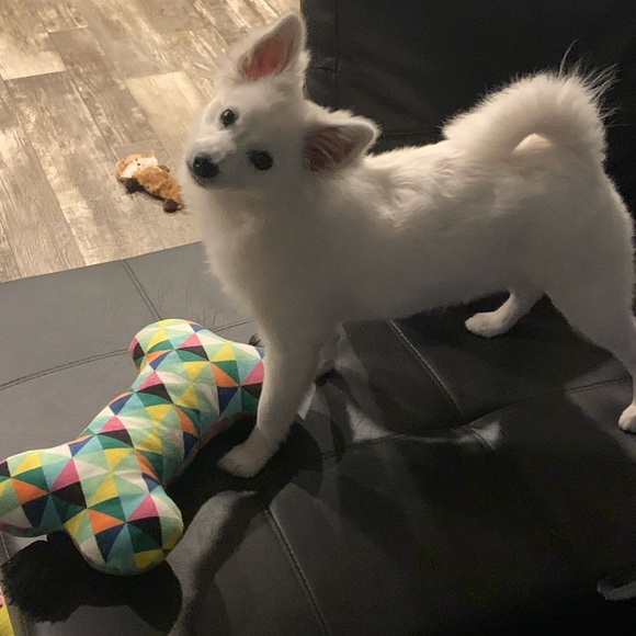 Meet your Posher, Winter - Picture 4 of 6